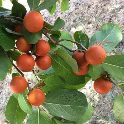 Kupilu (Strychnos Nux Vomica) - Uses, Benefits and Medicinal Properties
