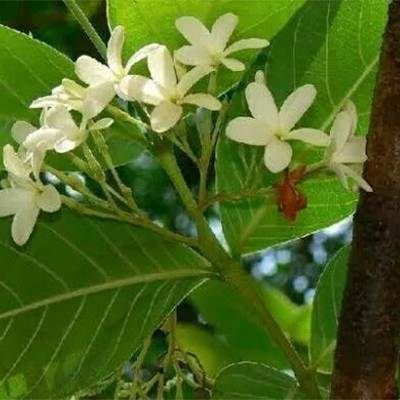 Kutaja (Holarrhena Antidysenterica) - Part 1 - Uses, Benefits and Medicinal Properties