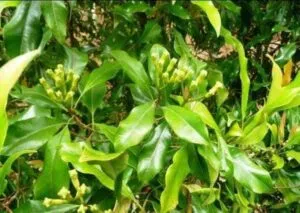 Lavanga Syzygium aromaticum