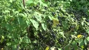 Makoy Solanum nigrum