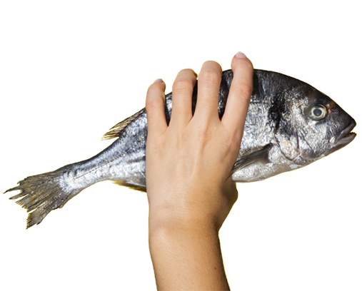 Manage Fish Allergy