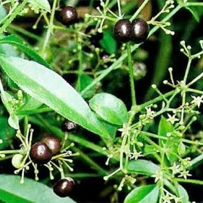 Manjistha (Rubia cordifolia) - Uses, Benefits and Medicinal Properties