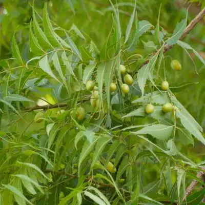 Nimba (Azadirachta indica)