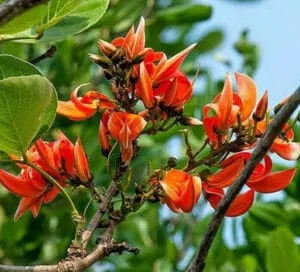 Palasa Butea monosperma