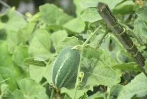 Patola Trichosanthes dioica