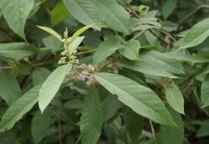 Priyangu Callicarpa Macrophylla