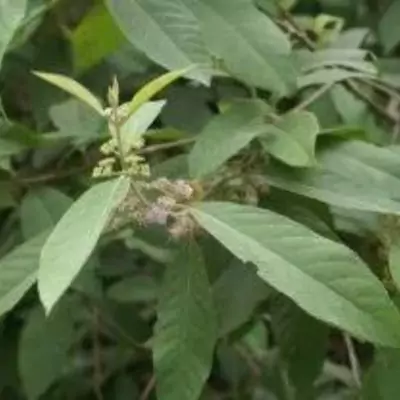 Priyangu (Callicarpa macrophylla)