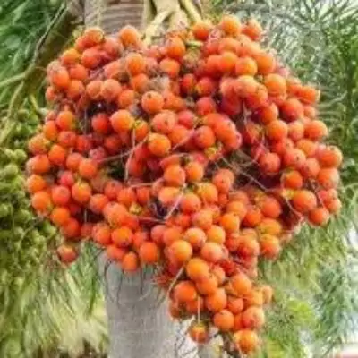 Puga (Areca Catechu)
