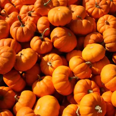 Pumpkin Kaddu Cucurbita Moschata
