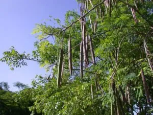 Sigru Moringa oleifera