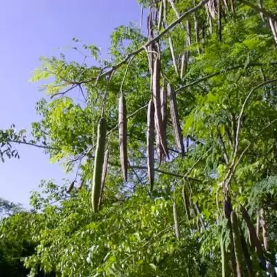 Sahjan (Drumstick - Moringa oleifera) - Uses, Benefits and Medicinal Properties