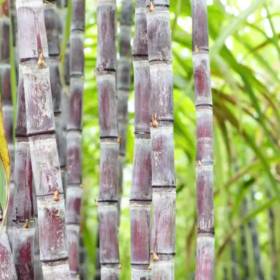 Sugarcane - Saccharum Officinarum - Ganna
