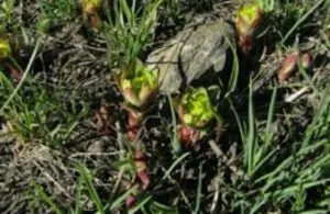 Svarnakshiri (Euphorbia thomsoniana)