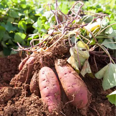 Sweet potato - Shakarkand - Pomoea Batatas