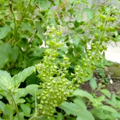 Tulasi (Ocimum sanctum): Benefits, Uses & Ayurveda