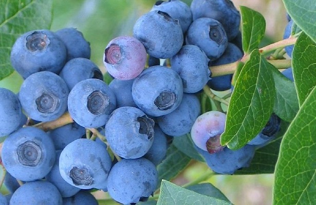 Blueberry (Vaccinium Corymbosum)