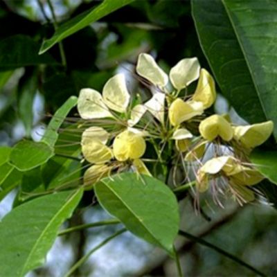 Varuna (Crataeva nurvala): Benefits, Uses & Ayurvedic Guide