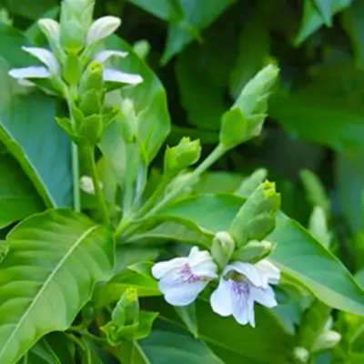 Vasa (Adhatoda vasica): Benefits, Uses, Medicinal Properties & Dosage