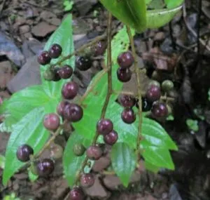 Vidanga (Embelia ribes)