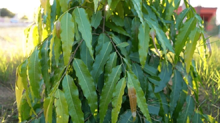 Asoka (Saraca indica) - Uses and Benefits
