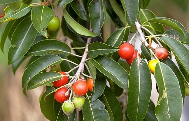 Bakula (Mimusops elengi)