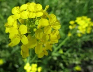 brassica campestris