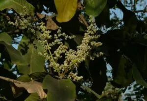 buchanania latifolia
