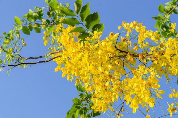 Aragwadha (Cassia fistula) - Uses and Benefits