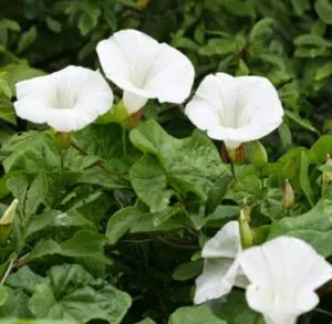 convolvulus pluricaulis