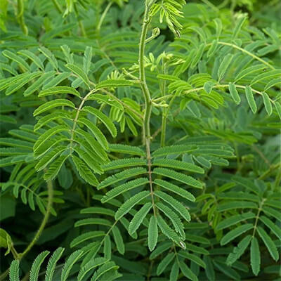 Khair (Acacia catechu) - Uses, Benefits and Medicinal Properties