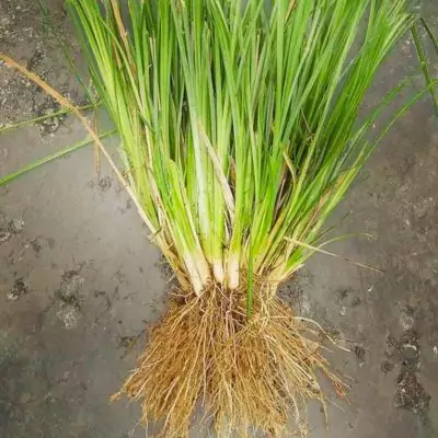 Ushira (Vetiveria zizanioides): Benefits, Uses & Dosage