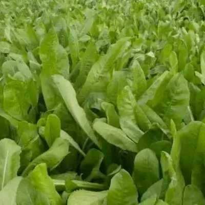 Kasini (Cichorium intybus)