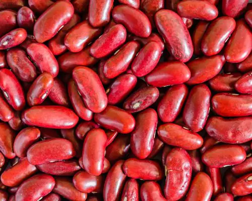 kidney beans phaseolus vulgaris rajma