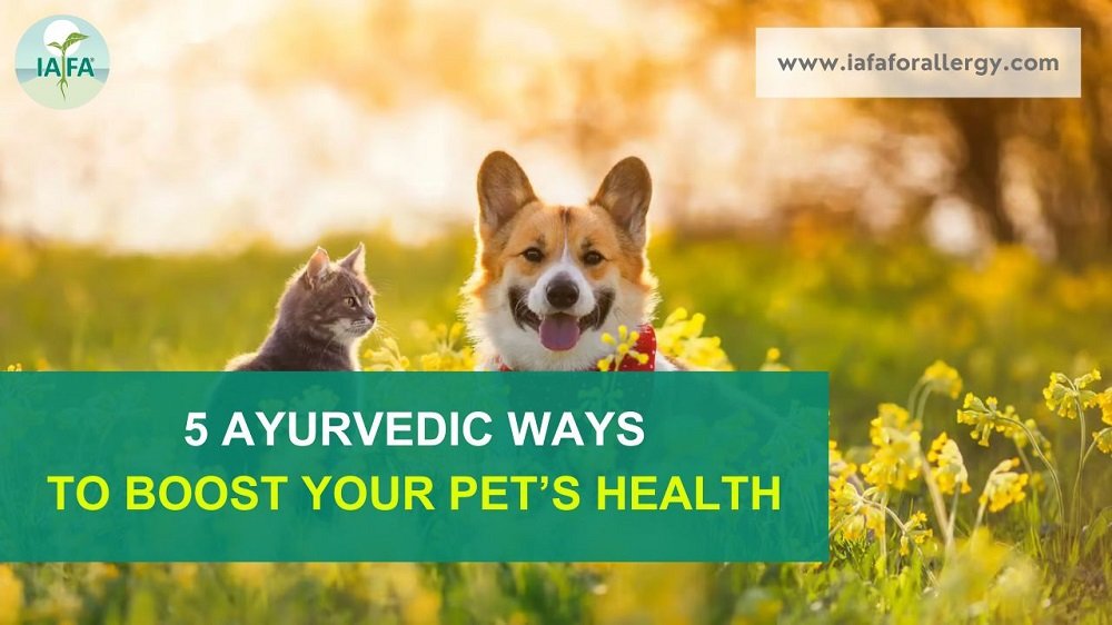 5 Ayurvedic Ways to Boost Your Pet’s Health