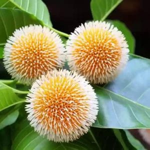 Kadamba (Neolamarckia cadamba) - Therapeutic Uses, Benefits and Indications