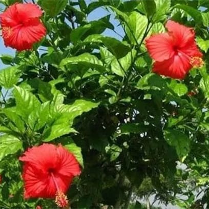 Gudhal (Hibiscus Rosa Sinensis) - Therapeutic Uses, Benefits and Indications