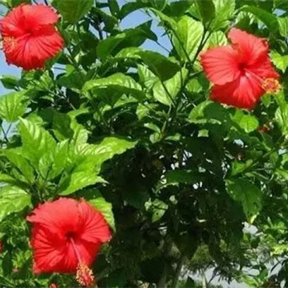 Gudhal (Hibiscus Rosa Sinensis) - Therapeutic Uses, Benefits and Indications