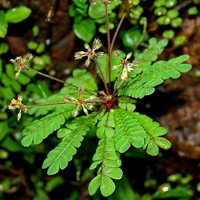 Mukkutti (Biophytum Sensitivum) - Uses, Benefits and Medicinal Properties