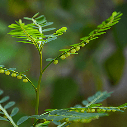 Bhumi Amla (Phyllanthus Niruri)