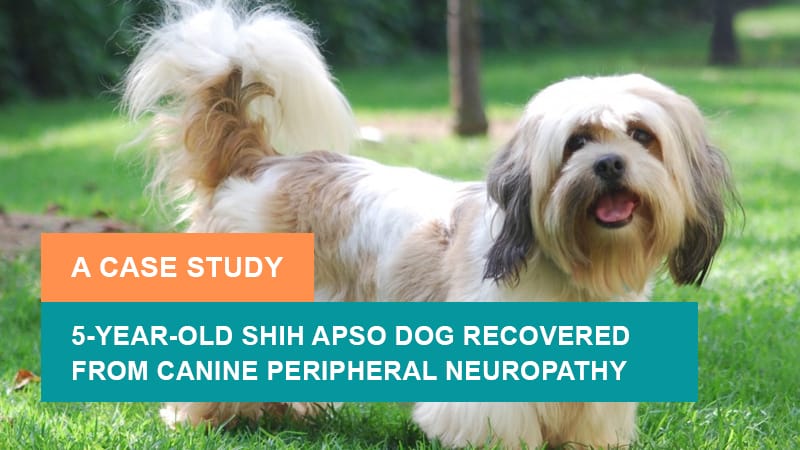 5-Year-Old Shih Apso Dog Recovered from Canine Peripheral Neuropathy – A Case Study