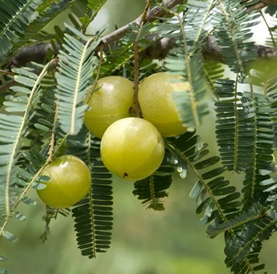 amalki