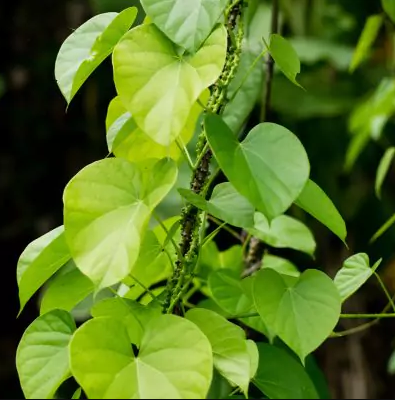Guduchi