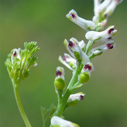Parpata (Fumaria Parviflora)