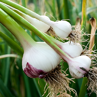 Rasona (Allium sativum)