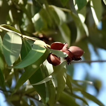Surapunnaga (Ochrocarpus longifolius)