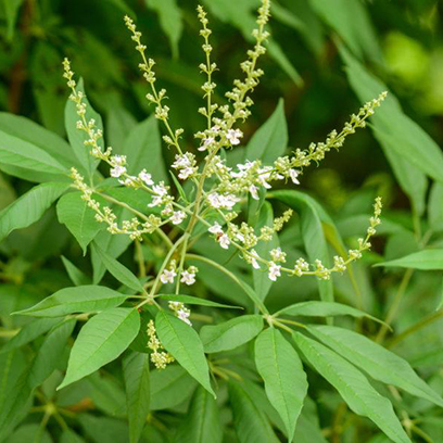 Nirgundi (Vitex negundo)